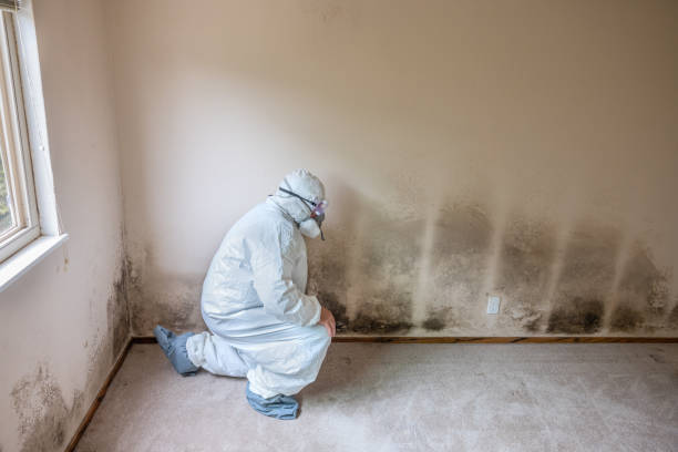 Needville, TX Mold Removal Company